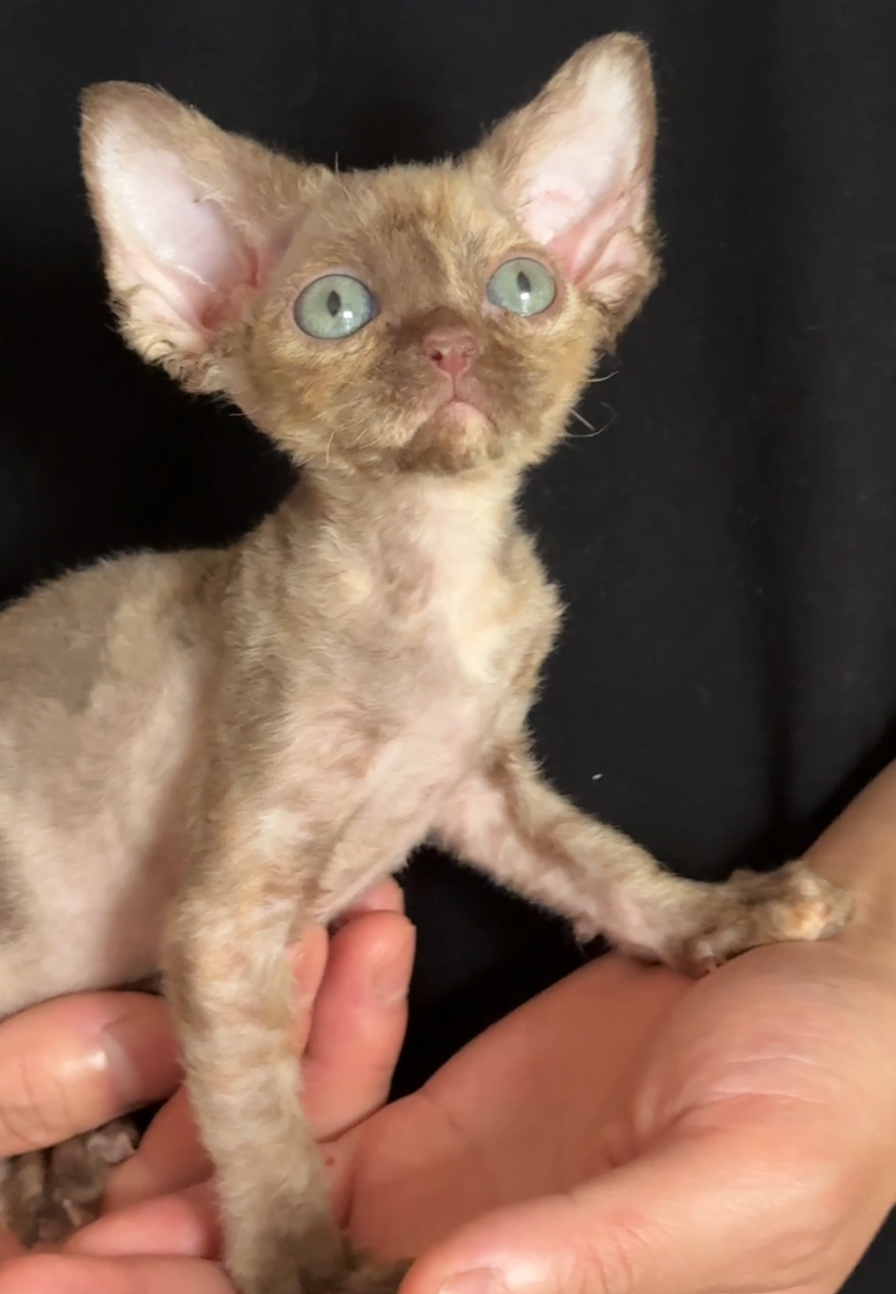 德文卷毛猫玳瑁绿眼妹妹 品控严 所见即所得